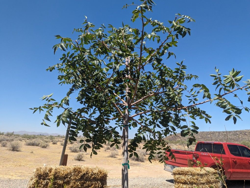 $250 Red Push Pistache Tree
