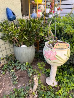 Pot with plant