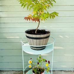 $39 Each Beautiful Plant 