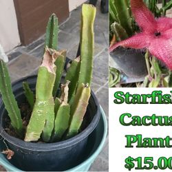 Starfish Flower Cactus Plant 