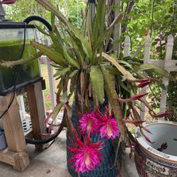 Pink Cactus Orchid Plant 