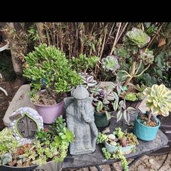 PLANT SALE ALL THIS WEEK. LAST OF THE YEAR. SAN LORENZO