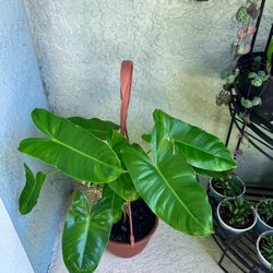 Philodendron Burle Marx Plant