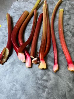 Organic Rhubarb stalks