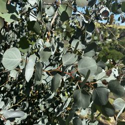 Huge Silver Dollar Eucalyptus Bushes