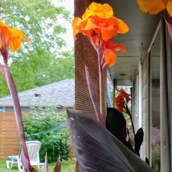 Tropical Orange Canna Lilies