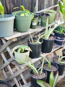 Hawaiian Tea leaf and Aloe Vera plants
