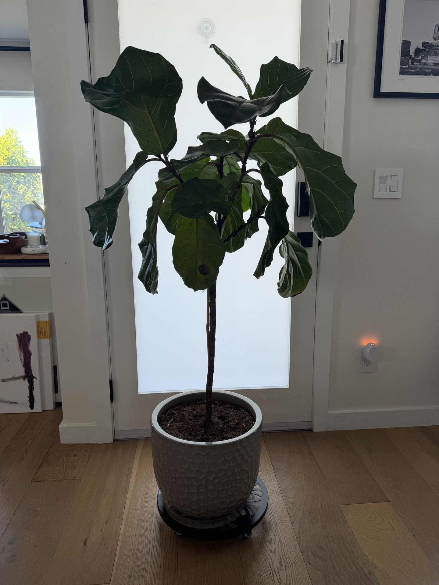 Fiddle Leaf Plant