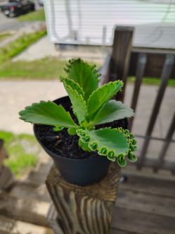 Kalanchoe Plant