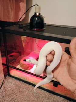 Reptile terrarium