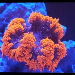 Ultra Rock Flower Anenomies 