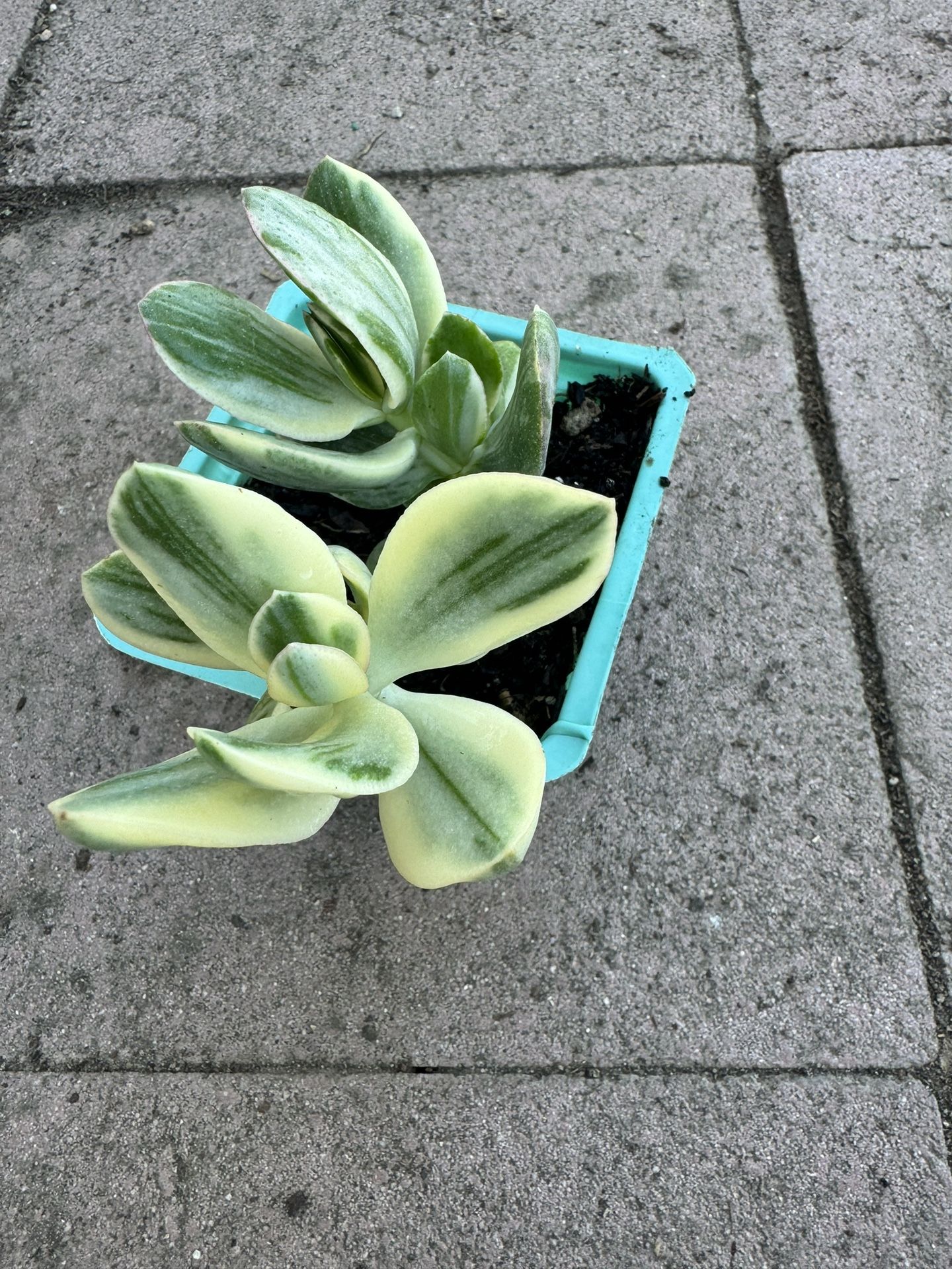 Variegated Jade Plant