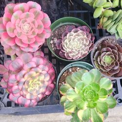 Succulents Plants Healthy Rare Types Variegated Aeoniums $15ea Pick Up In Upland 