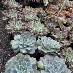 Succulent Plants In 3 Gallon Pots $18 Each 