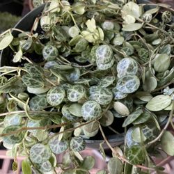 HERMOSAS PLANTAS NATURALES “PEPEROMIA STRING OF TURTLES PLANT 