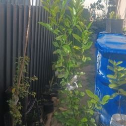 Árbol De Mandarina 🍊 🍊