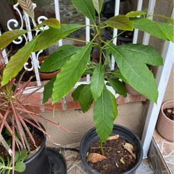 Planta De Aguacate