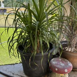Two Palm Stocks In A Very Big Pot 