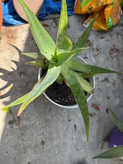Aloe plant
