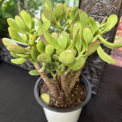 🪴Lucky Jade Or Gud Luck Plant🙏PLS READ DESCRIPTION 