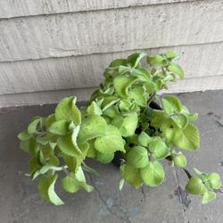 Cuban Oregano Plant