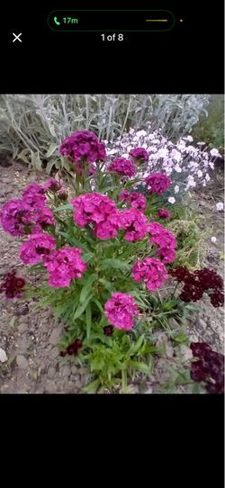 Perennial sale