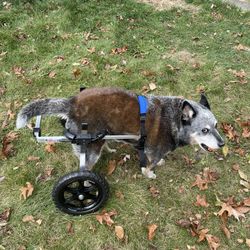 K9 Carts Dog Wheelchair 