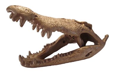 LARGE Vtg Gold Crocodile Bust Head Art Sculpture Skull Modern Modernism Display
