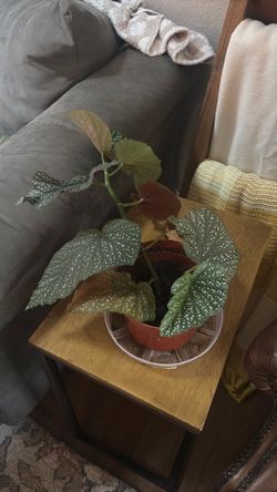 Begonia plant