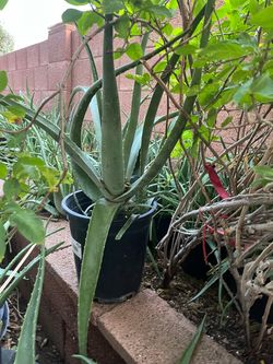 Agave Sanctuary Aloe Vera Plants Snake Mother In Law