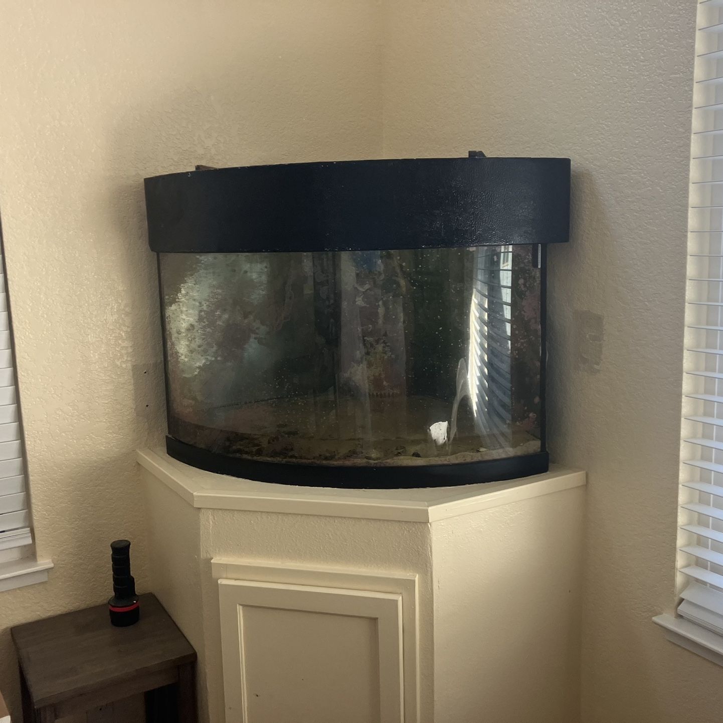 Fish Tank. Bow Front 