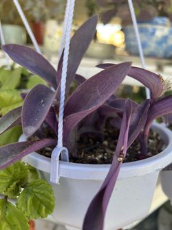  Plantas Trasdescantia.  Pallida