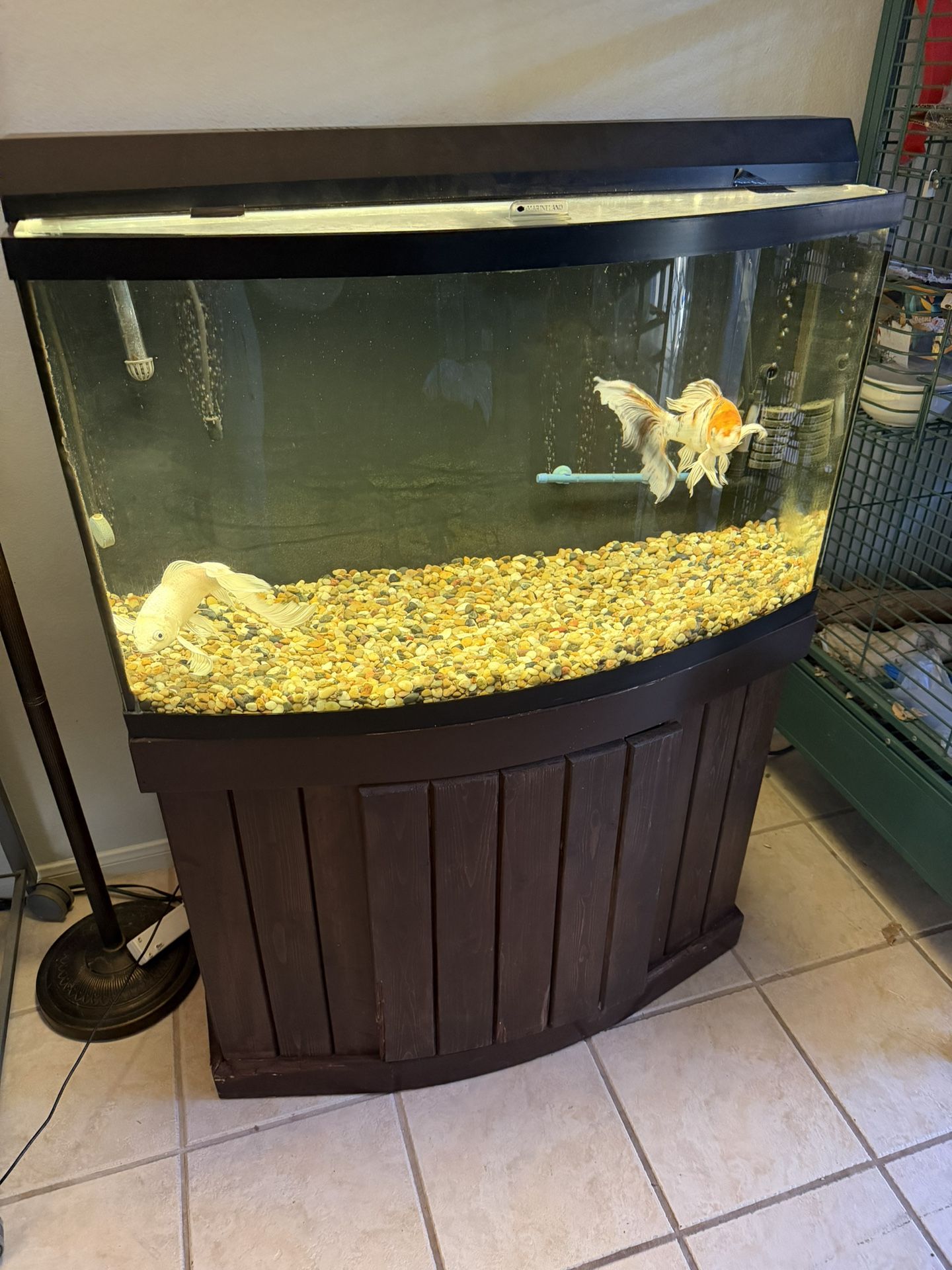 55 Gallon Fish Tank Complete With Butterfly Koi And Two Air Pumps. Stand Lights.