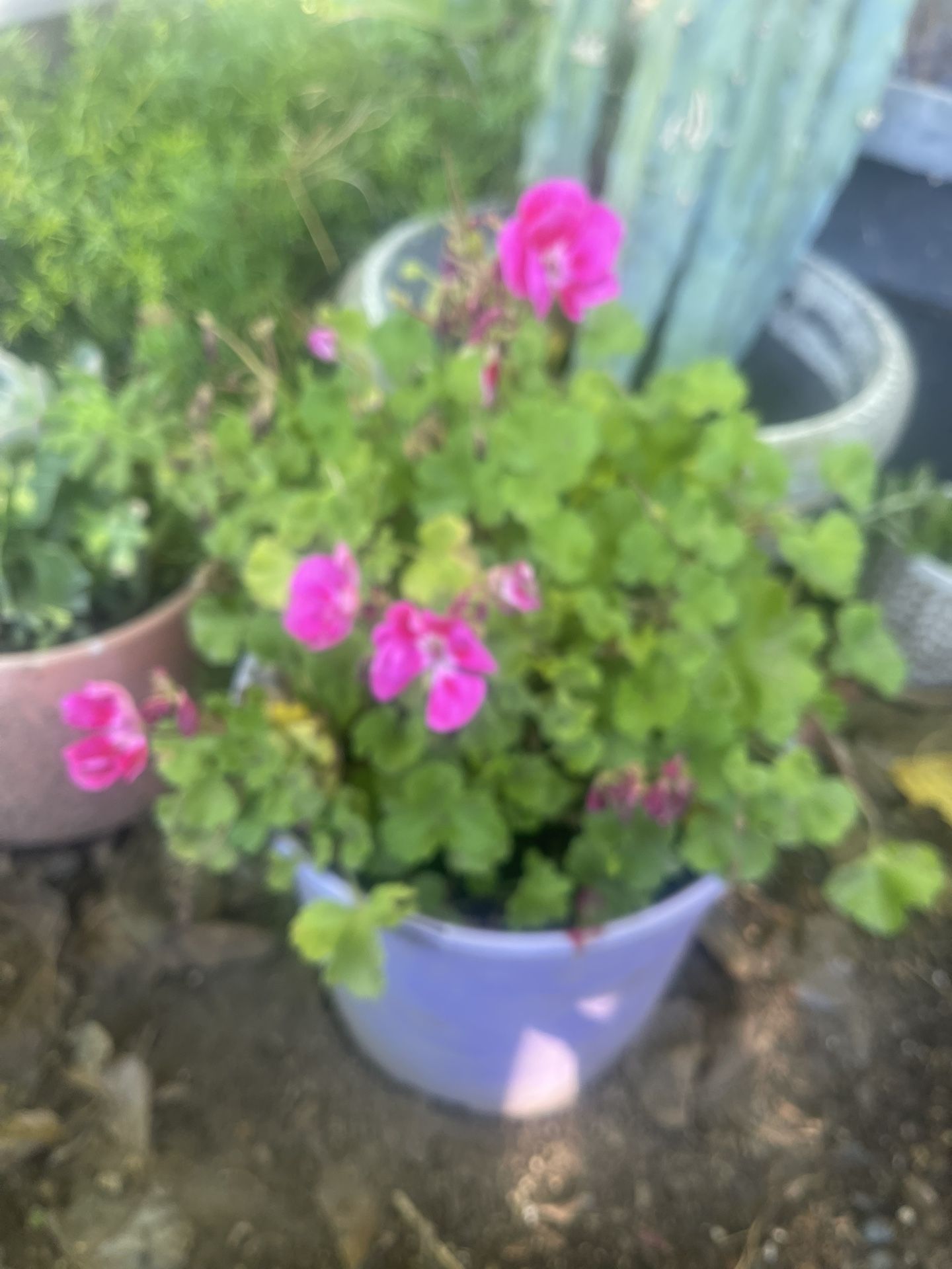 Nice Geranium Plant 