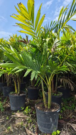 Christmas Palms. Adonidias Plants  5 feet Tall
