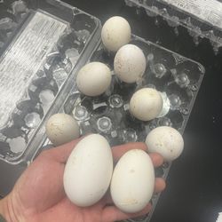 Carton Of Geese Eggs 