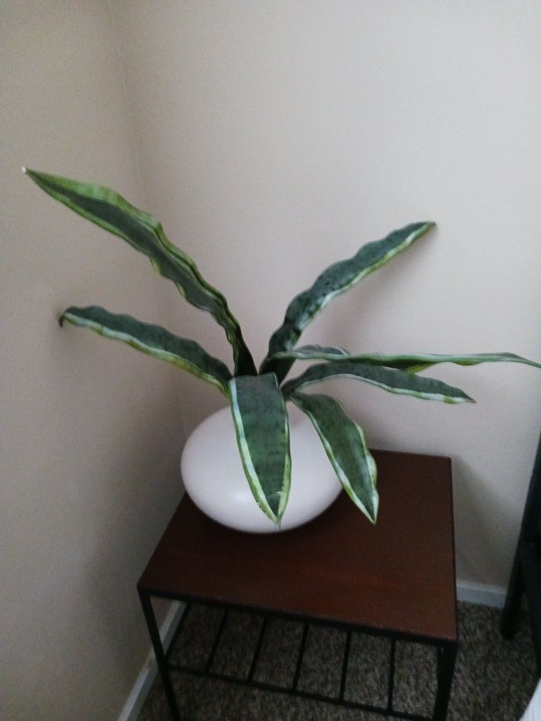 Artificial Plant