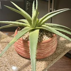 Fake Aloe Vera Plant 