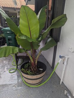 Red Abyssinian Banana Tree