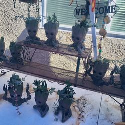 GROOT  PLANTERS With SUCCULENTS