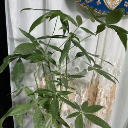 Beautiful Money Tree 