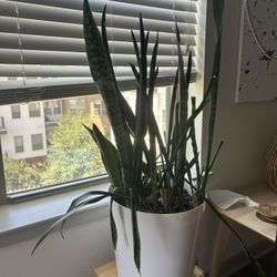 Snake Plant
