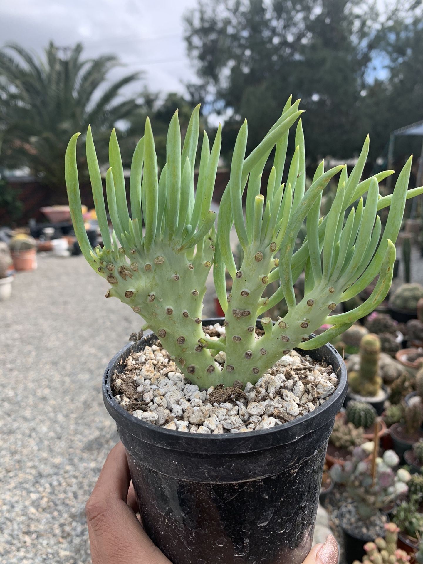 Mermaid Tail Succulent Senecio