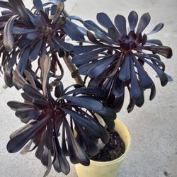 Black Rose Succulents Nice Plants 16.00 dlls