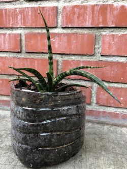 Snake plant