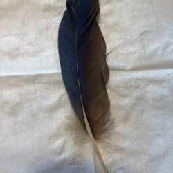 Scarlet Macaw Flight Feather 