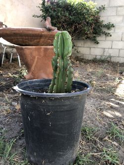 Cactus Candelabra