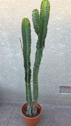 Cactus