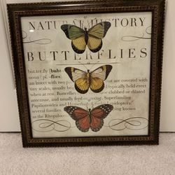 Framed Butterfly Picture 