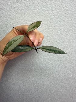 Hoya Rosita ‘silver’